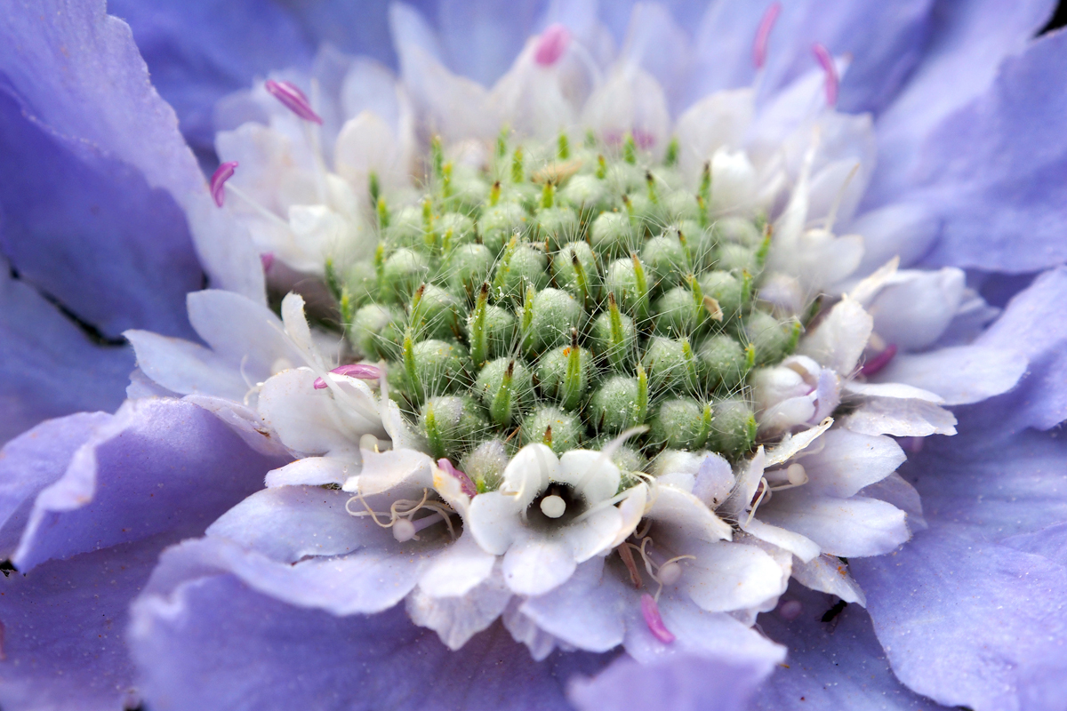 Virtueller Kurzurlaub zwischen Sonnenhut und Anemone