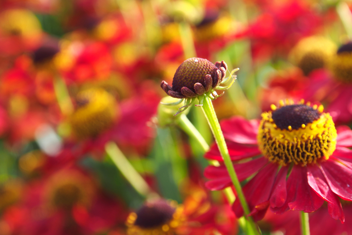 Blumenpracht im Westfalenpark Dortmund - "Fee ist mein Name"