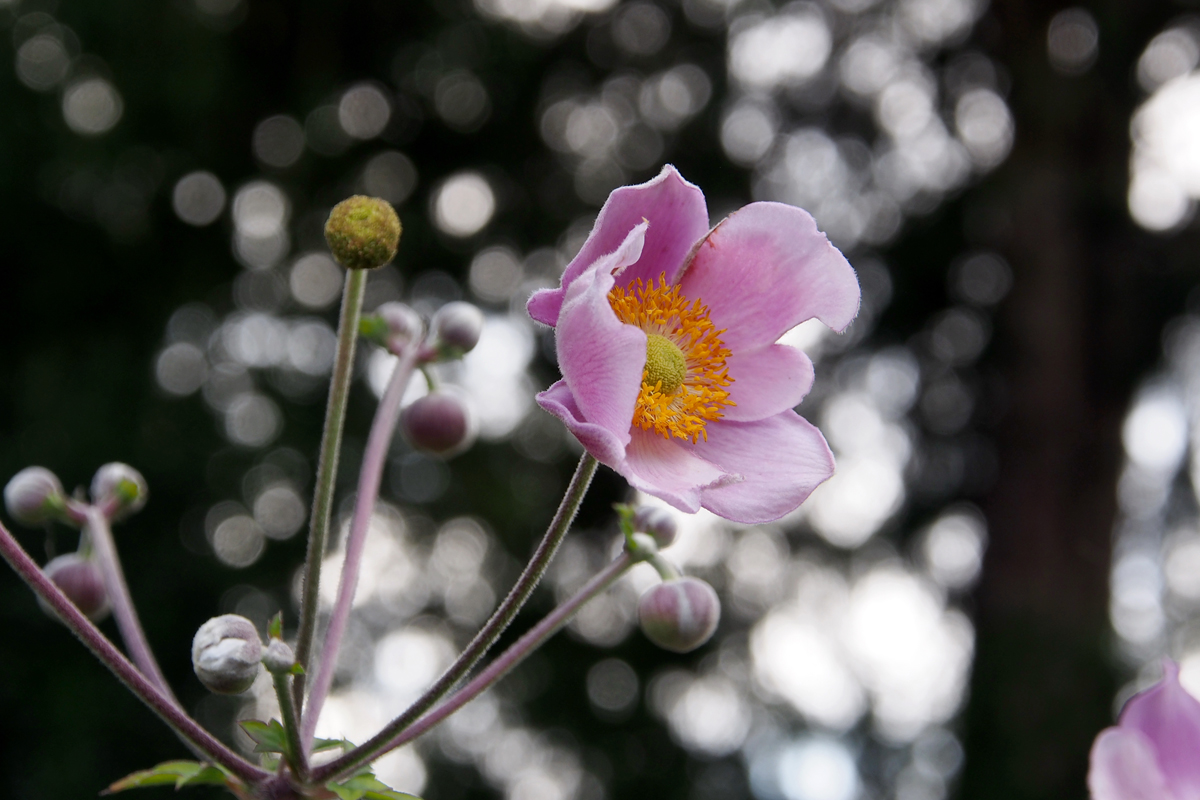 Blumenpracht im Westfalenpark Dortmund - "Fee ist mein Name"