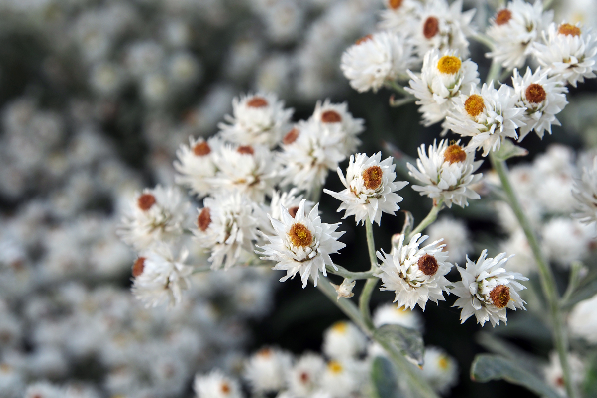 Blumenpracht im Westfalenpark Dortmund - "Fee ist mein Name"