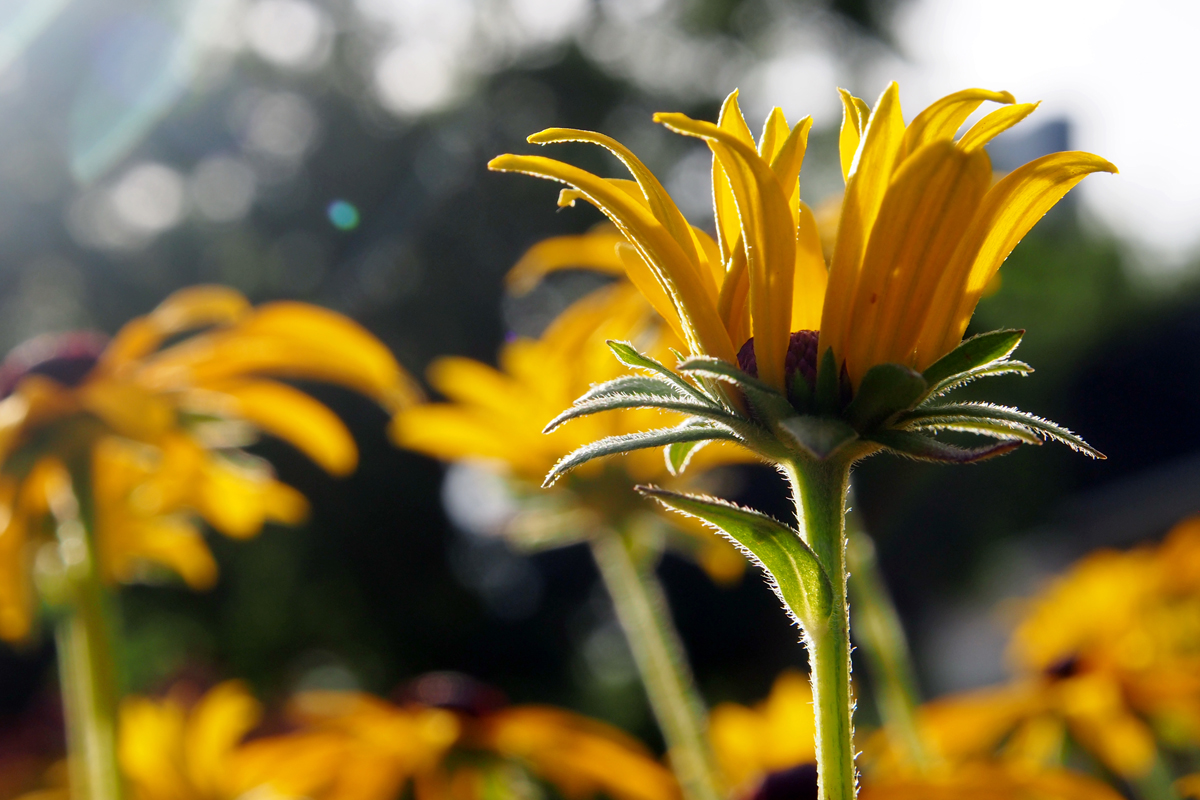 Blumenpracht im Westfalenpark Dortmund - "Fee ist mein Name"