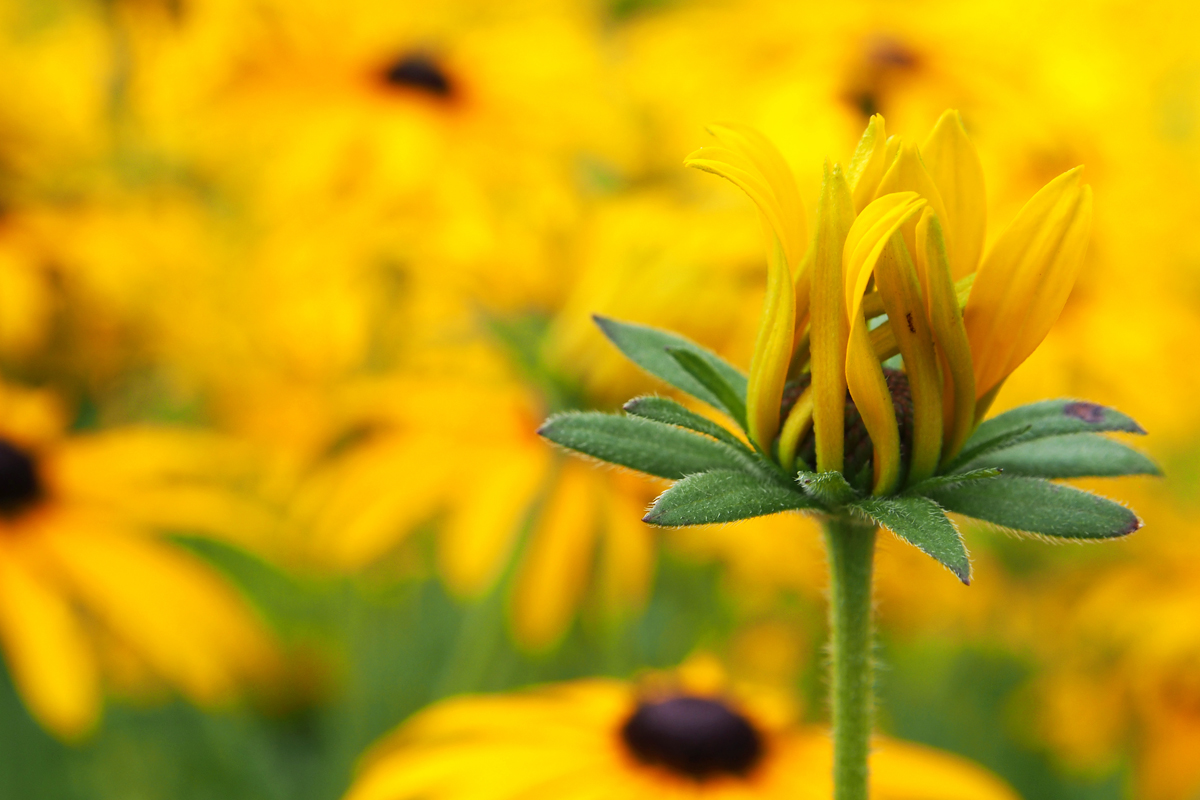 Blumenpracht im Westfalenpark Dortmund - "Fee ist mein Name"