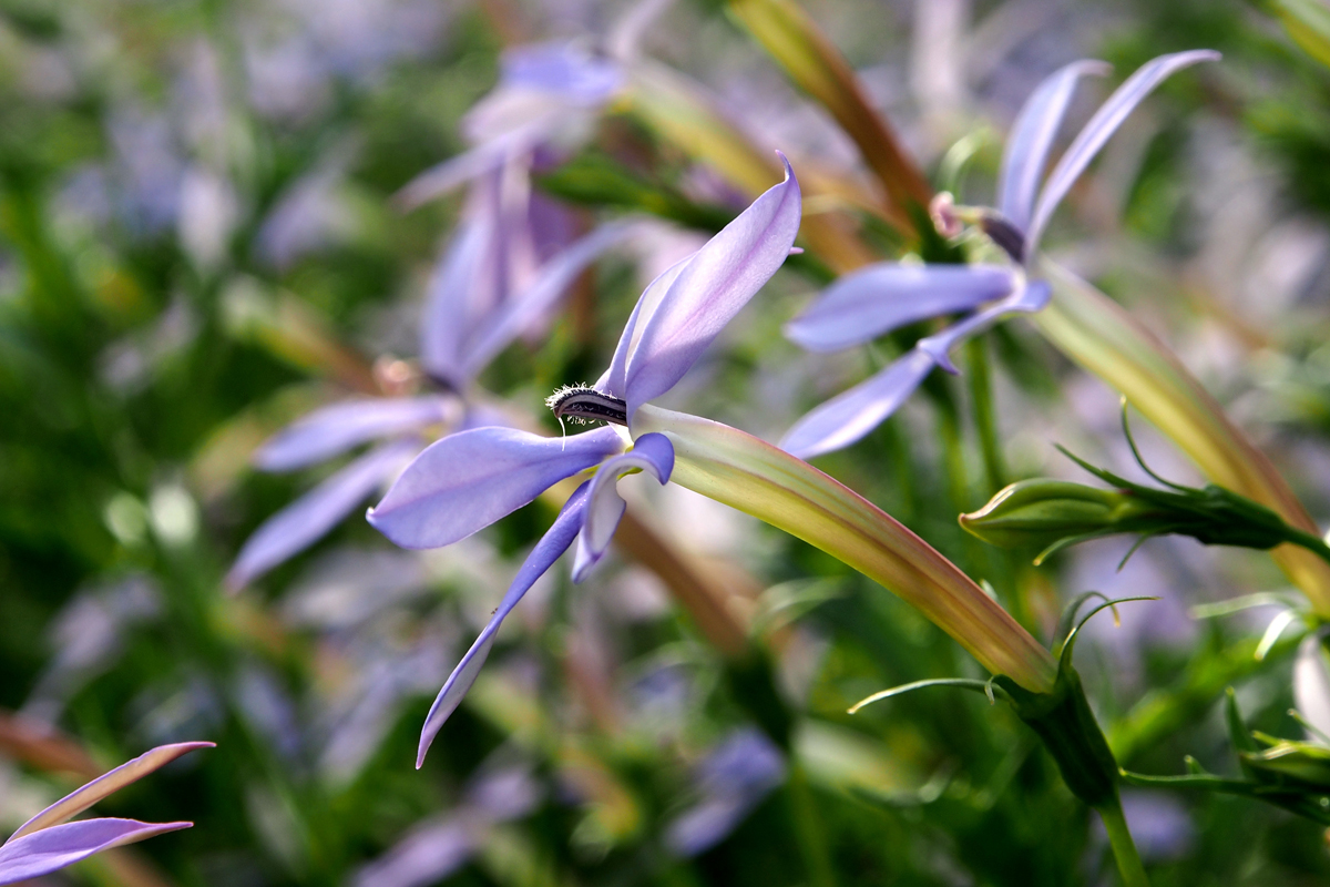 Blumenpracht im Westfalenpark Dortmund - "Fee ist mein Name"