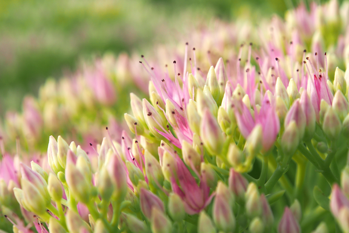 Blumenpracht im Westfalenpark Dortmund - "Fee ist mein Name"