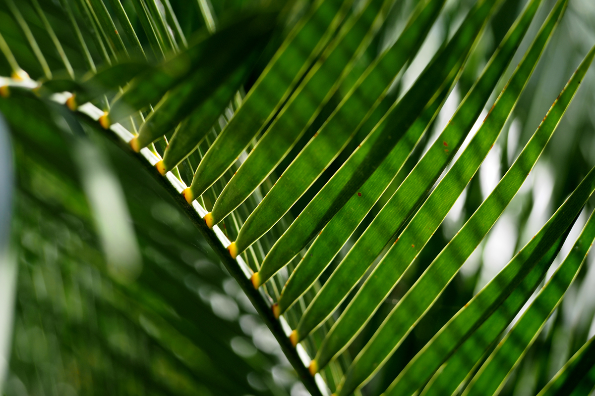 Botanischer Garten/ Jardí Botànic Barcelona - "Fee ist mein Name"