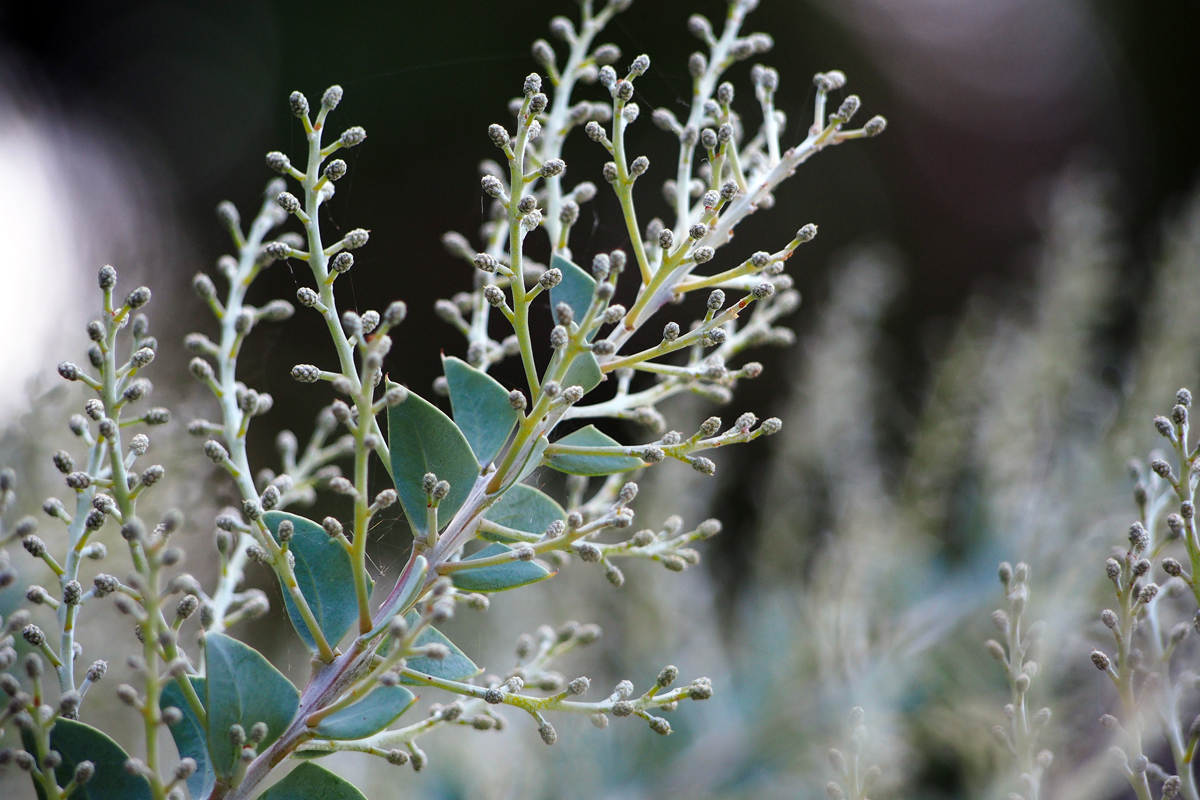 Botanischer Garten/ Jardí Botànic Barcelona - "Fee ist mein Name"