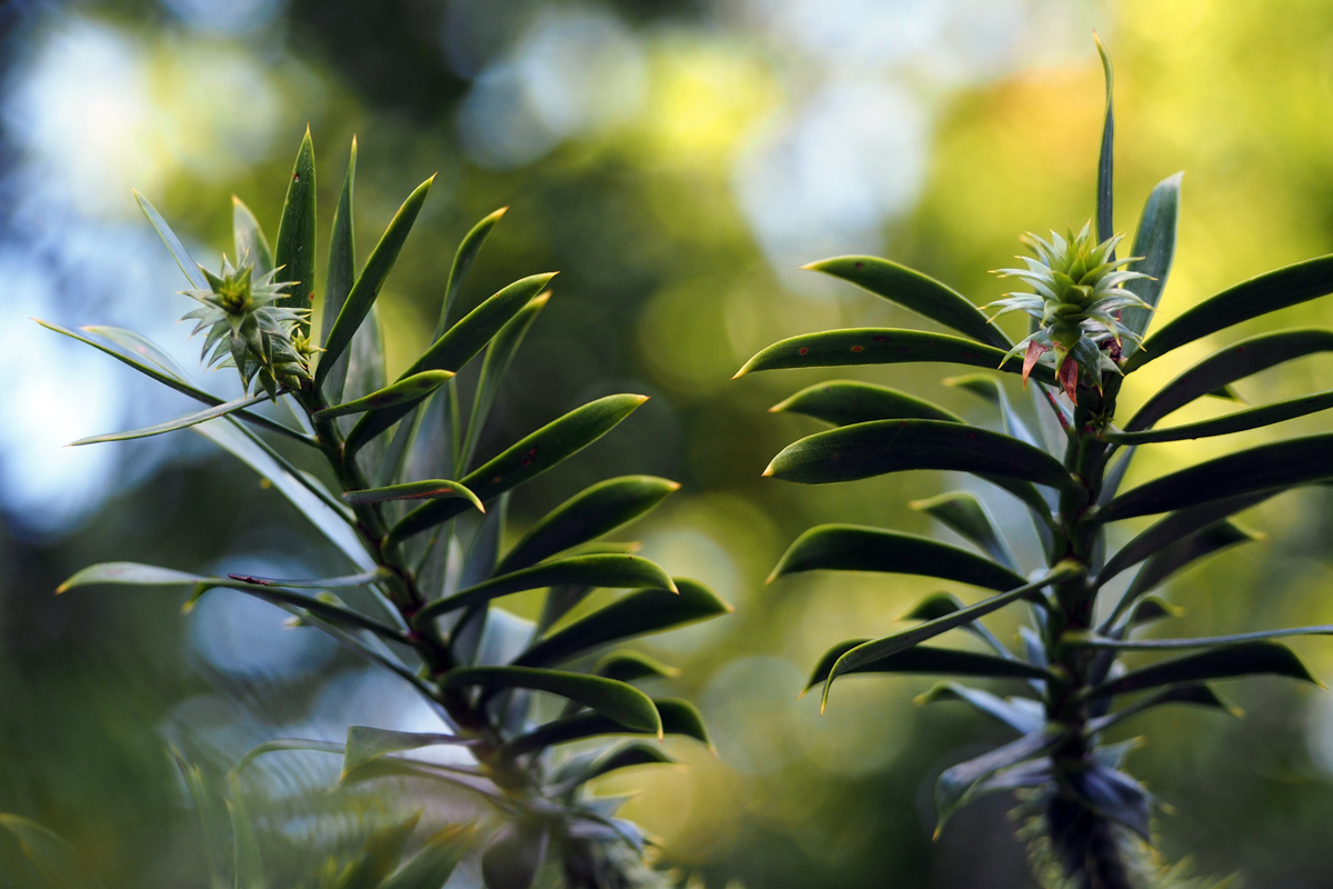 Botanischer Garten/ Jardí Botànic Barcelona - "Fee ist mein Name"