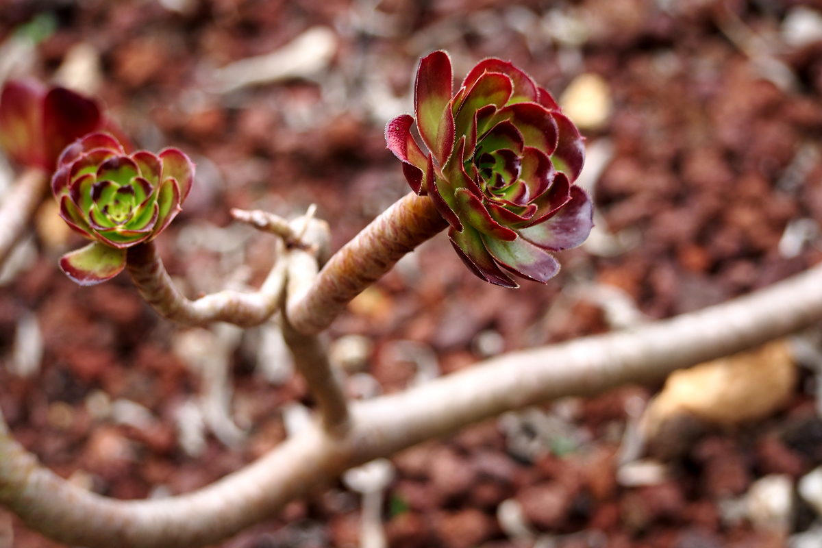 Botanischer Garten/ Jardí Botànic Barcelona - "Fee ist mein Name"