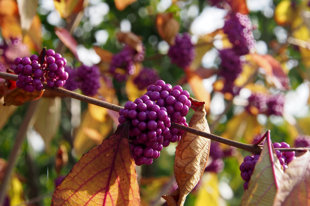 Herbst im Westfalenpark Dortmund - "Fee ist mein Name"