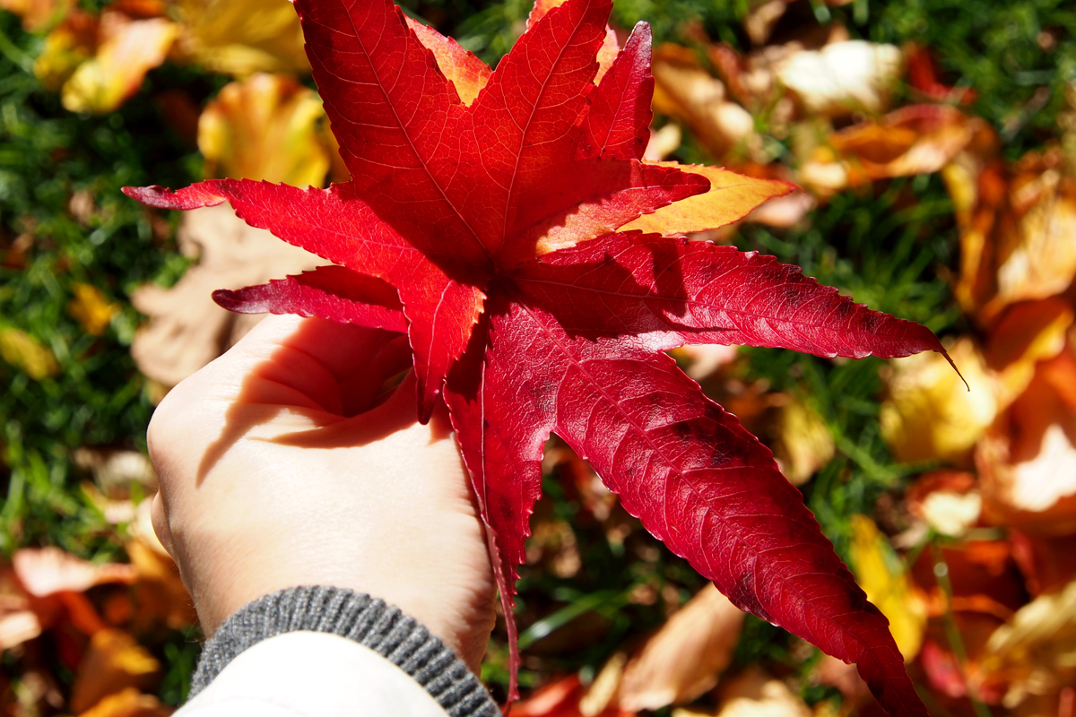 Herbst im Westfalenpark Dortmund - "Fee ist mein Name"