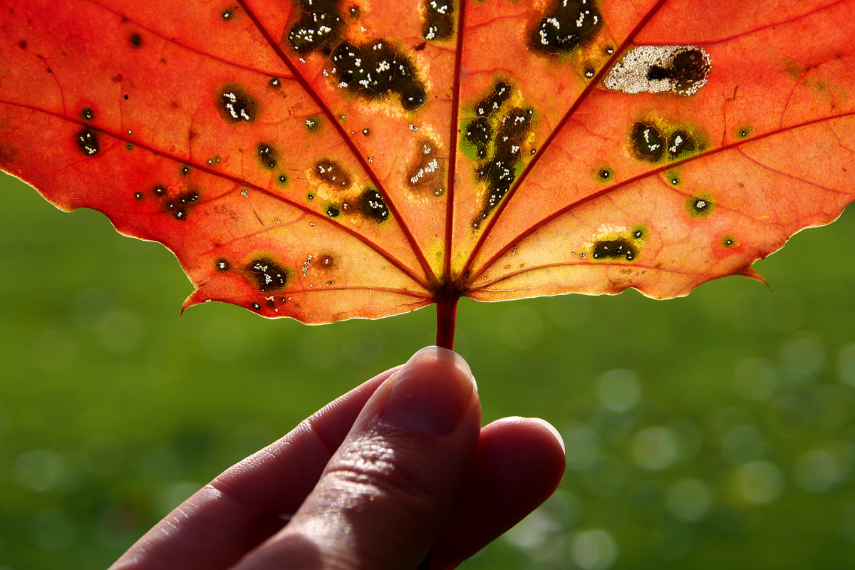 Herbst im Westfalenpark Dortmund - "Fee ist mein Name"