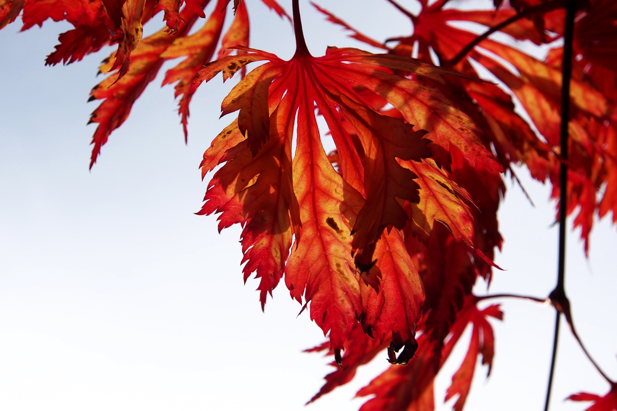 Herbst im Westfalenpark Dortmund - "Fee ist mein Name"