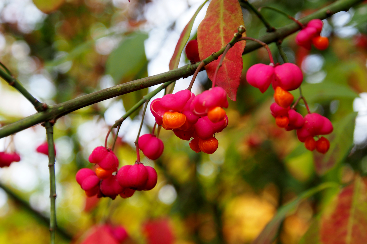 Herbst im Westfalenpark Dortmund - "Fee ist mein Name"