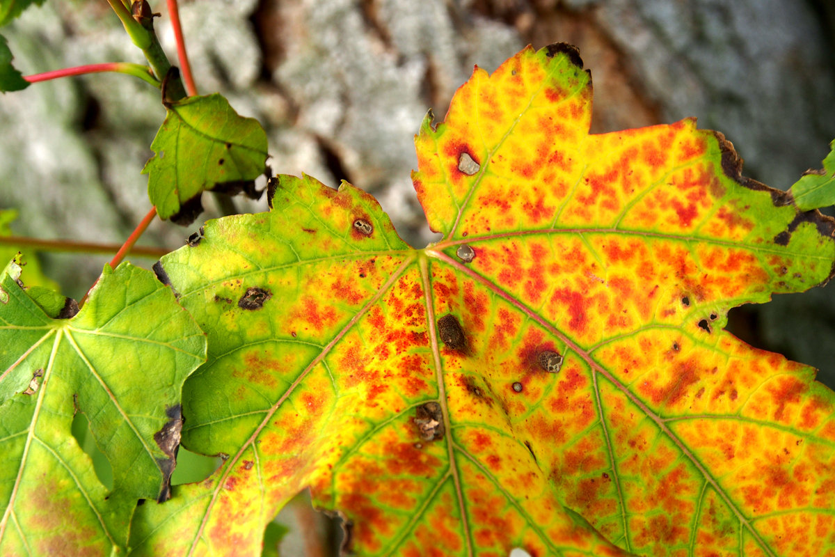 Herbst im Westfalenpark Dortmund - "Fee ist mein Name"