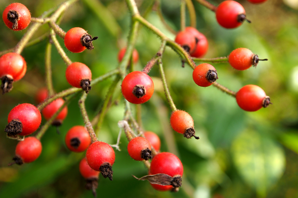 Herbst im Westfalenpark Dortmund - "Fee ist mein Name"