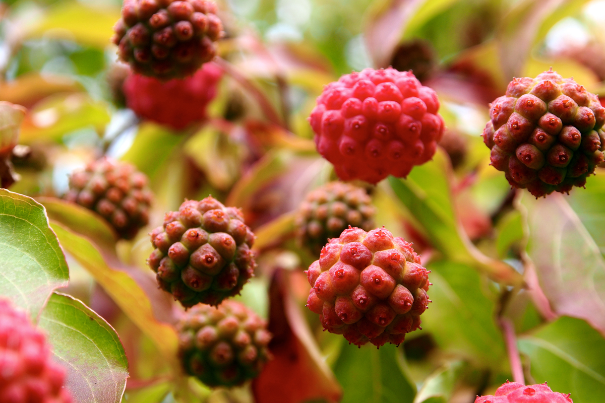 Herbst im Westfalenpark Dortmund - "Fee ist mein Name"