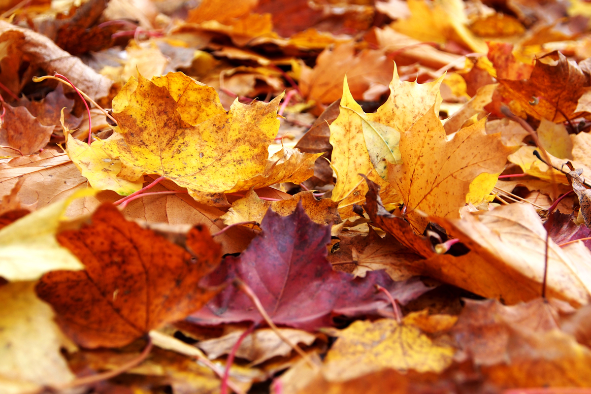 Herbst im Westfalenpark Dortmund - "Fee ist mein Name"