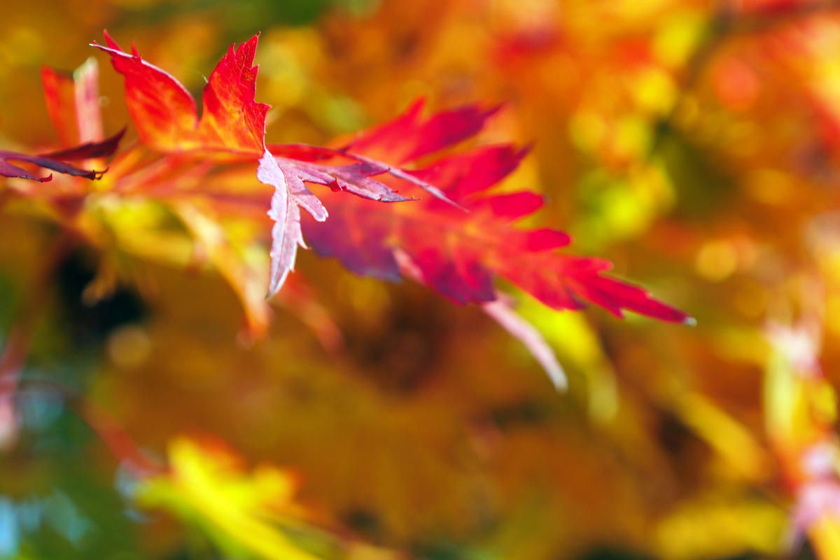 Herbst im Westfalenpark Dortmund - "Fee ist mein Name"