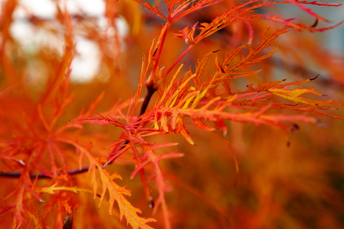 Herbst im Westfalenpark Dortmund - "Fee ist mein Name"