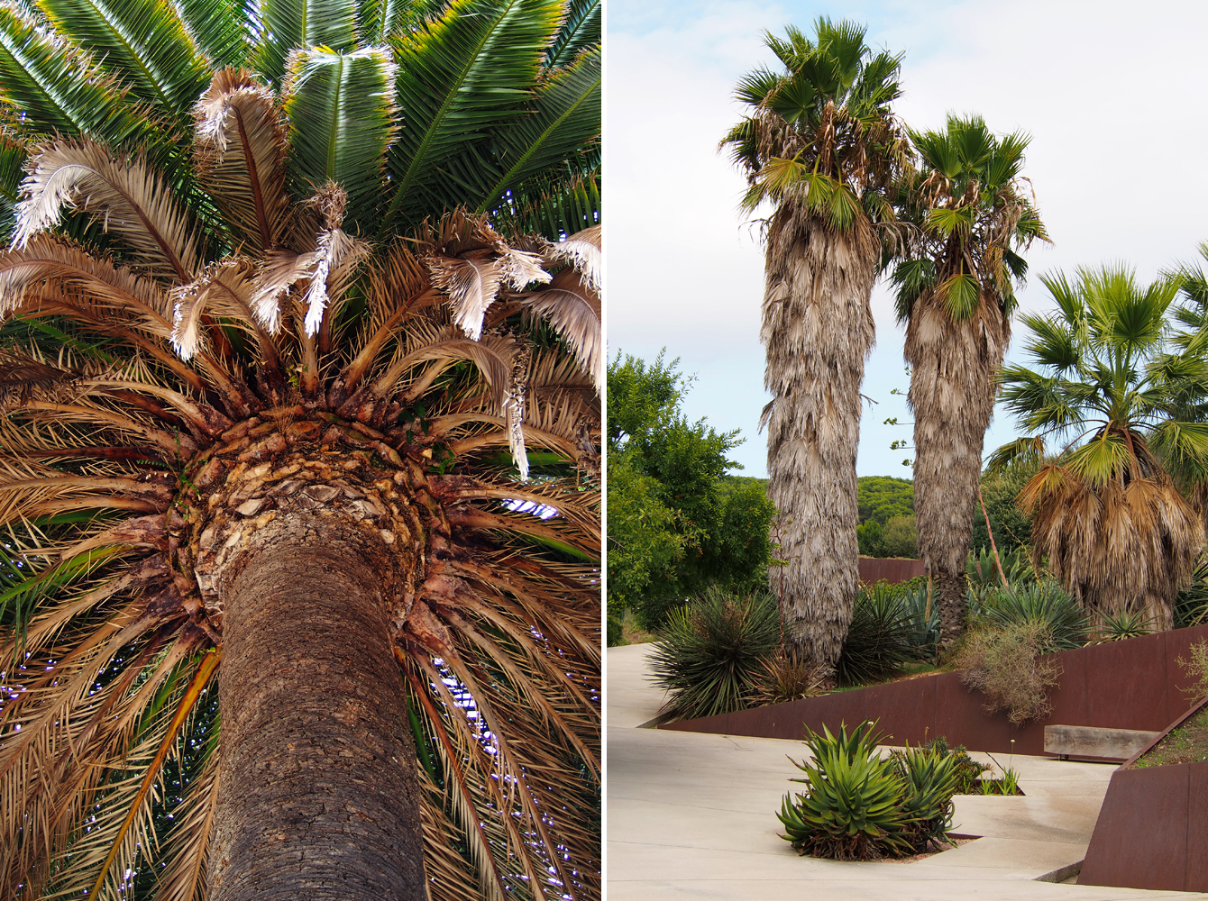 Botanischer Garten/ Jardí Botànic Barcelona - "Fee ist mein Name"