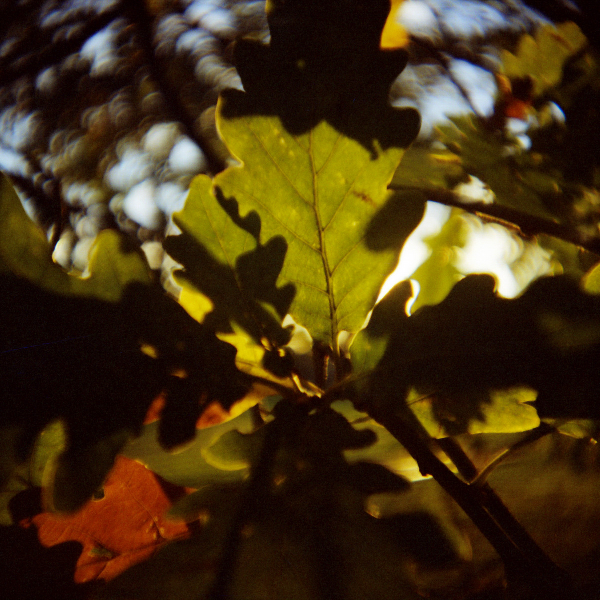 Lomo-Challenge, vierter Teil: Herbst - "Fee ist mein Name"