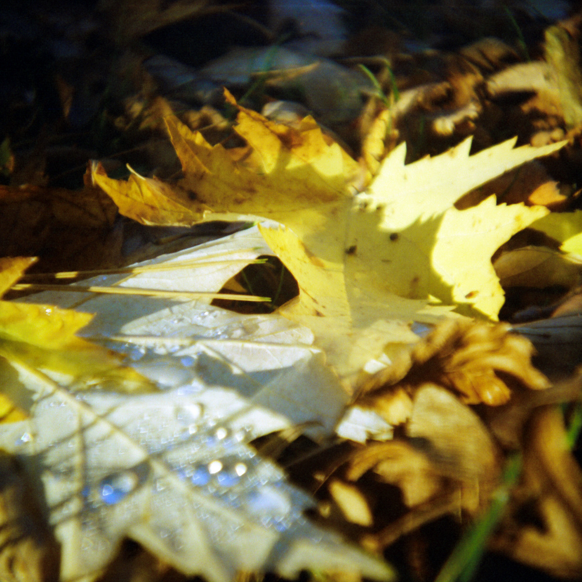 Lomo-Challenge, vierter Teil: Herbst - "Fee ist mein Name"