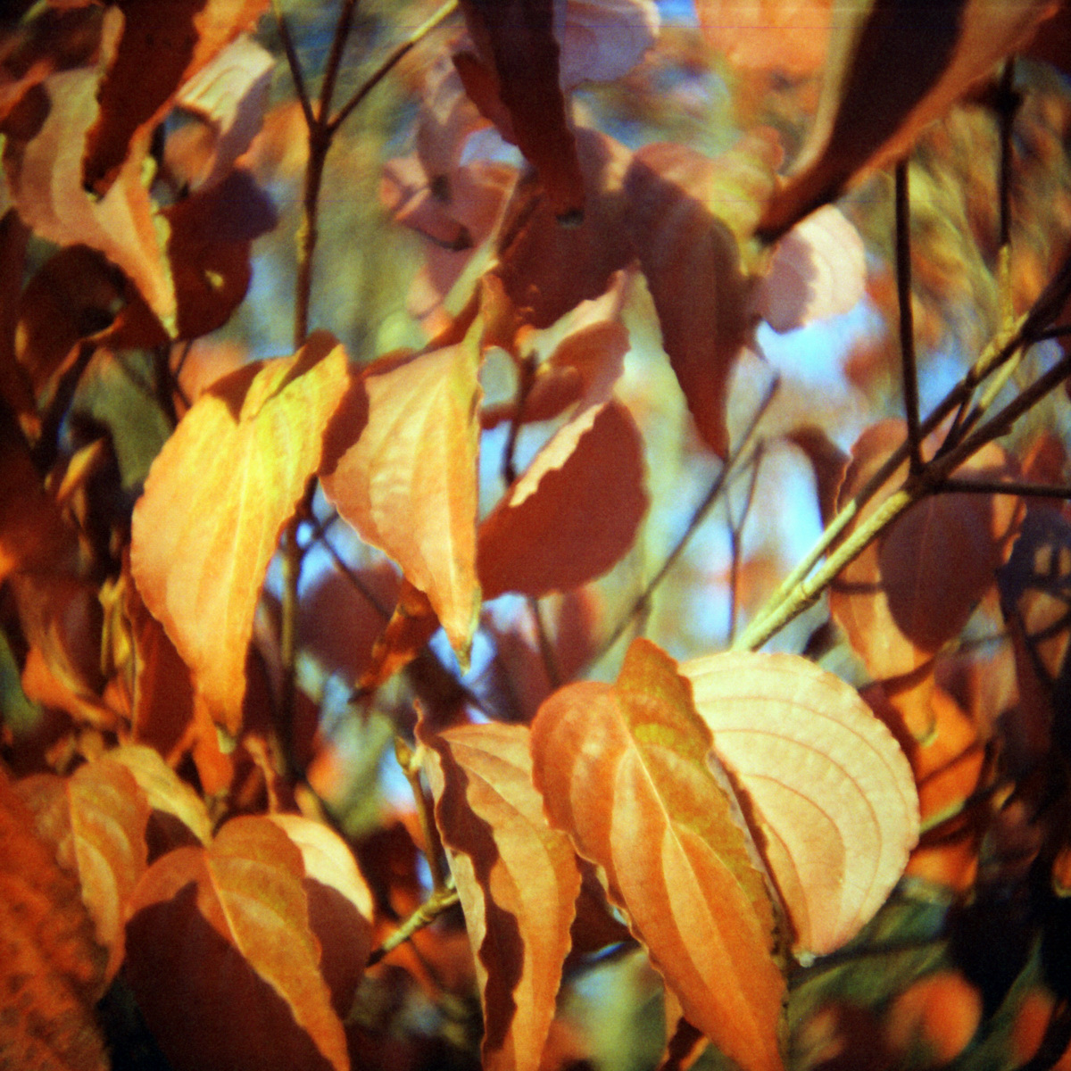 Lomo-Challenge, vierter Teil: Herbst - "Fee ist mein Name"