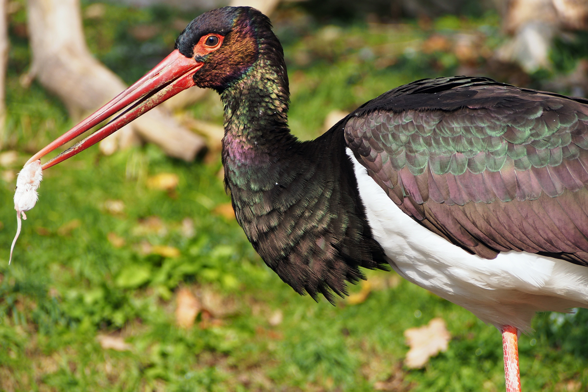 Alpenzoo Innsbruck - "Fee ist mein Name"