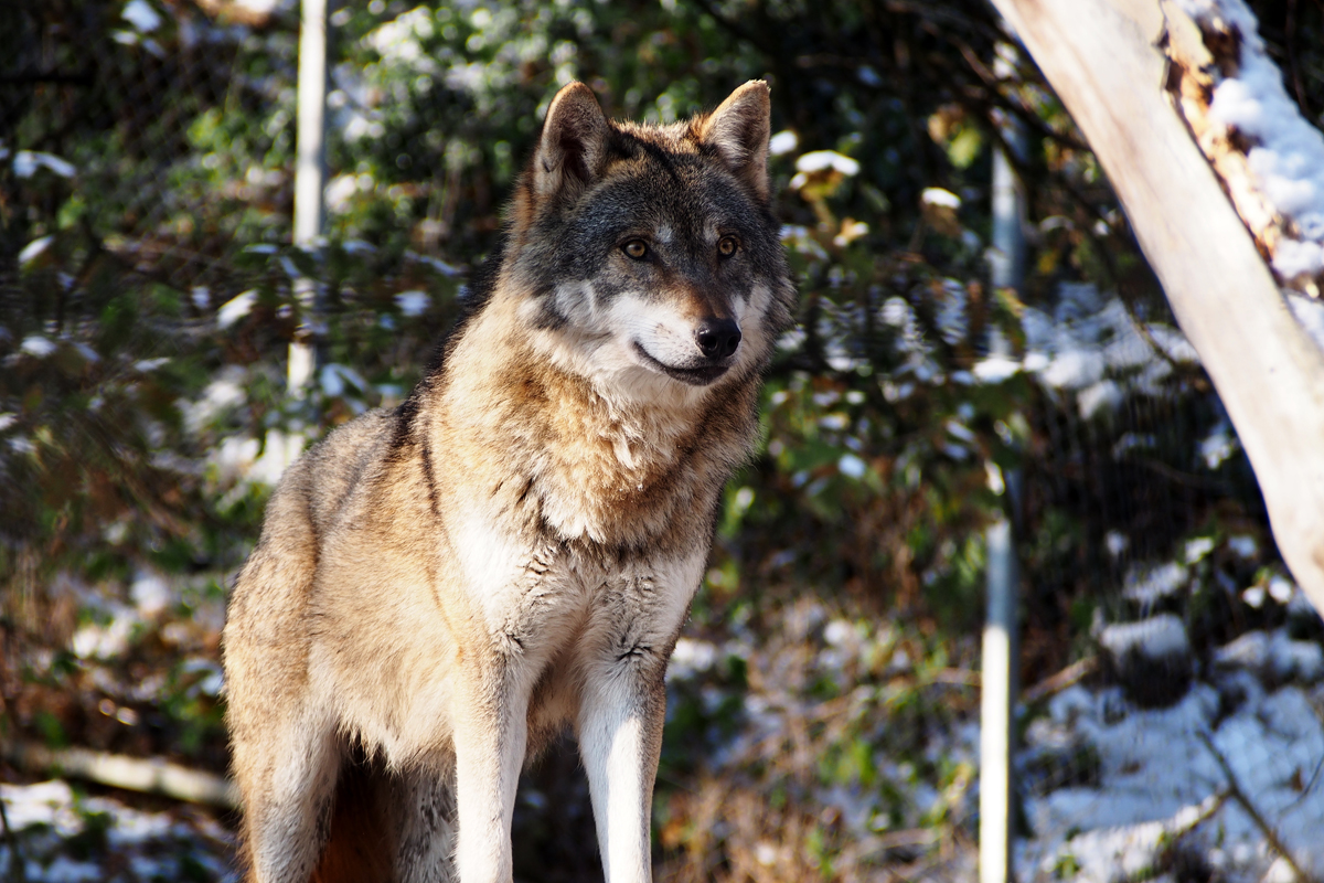 Alpenzoo Innsbruck - "Fee ist mein Name"