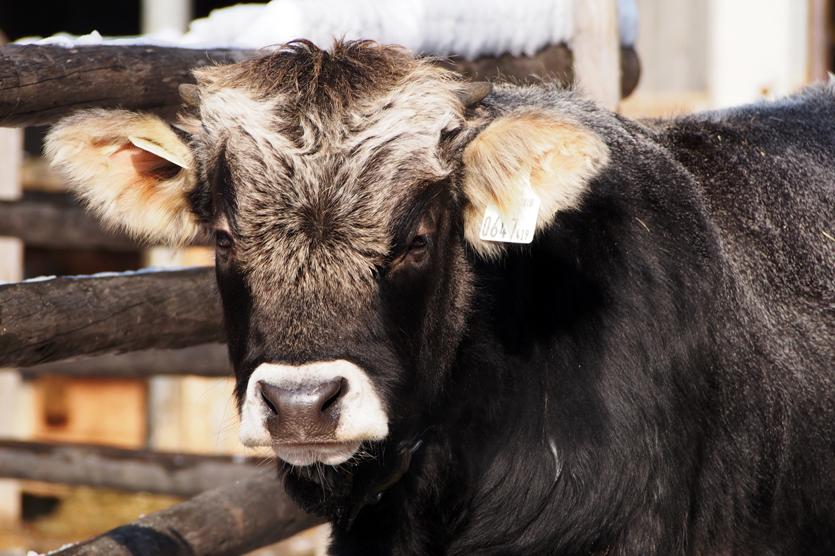 Alpenzoo Innsbruck - "Fee ist mein Name"