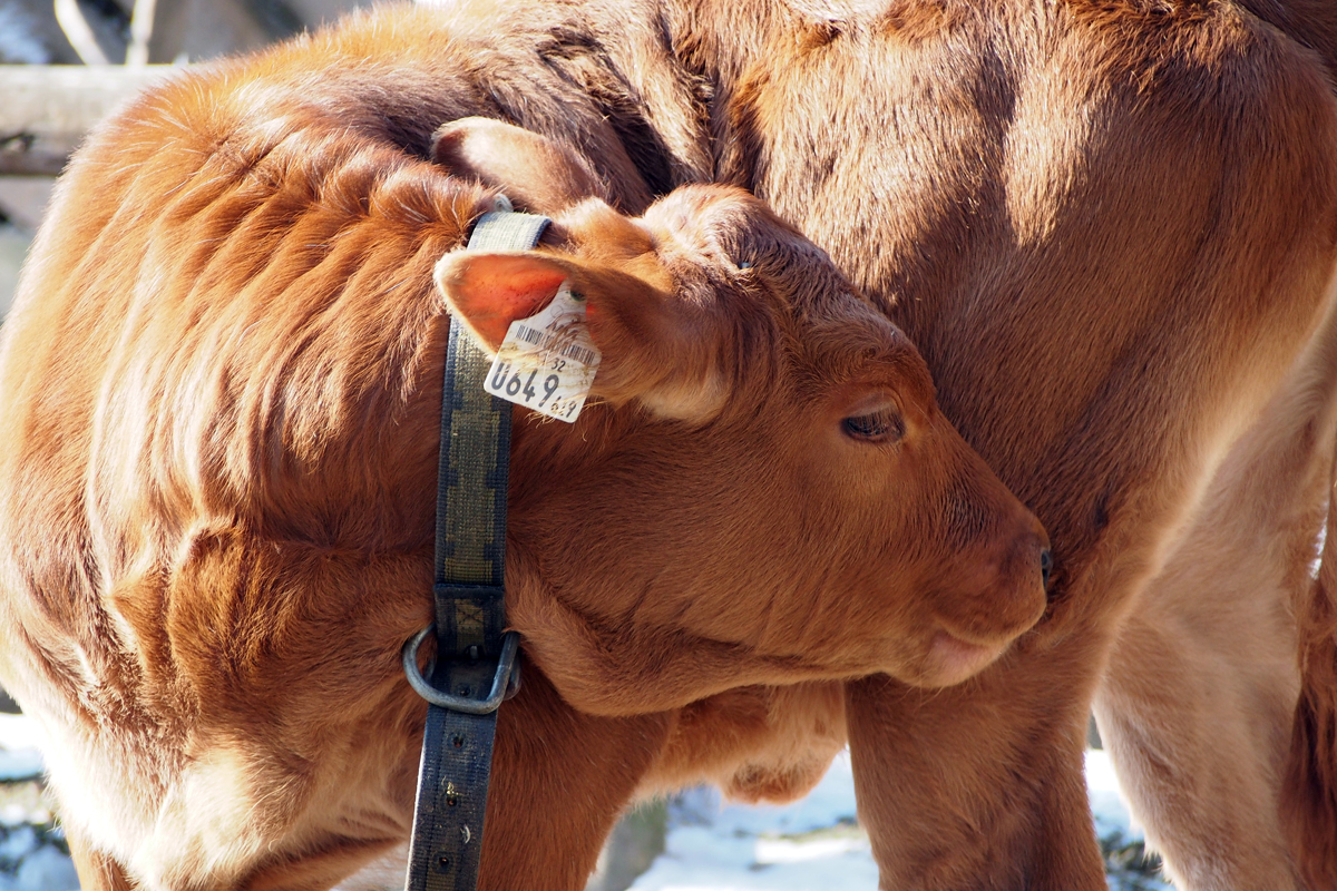 Alpenzoo Innsbruck - "Fee ist mein Name"