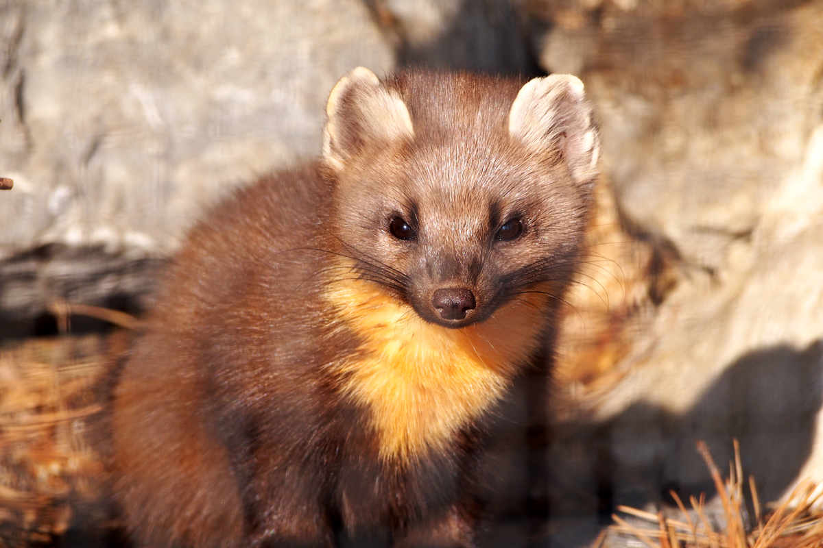 Alpenzoo Innsbruck - "Fee ist mein Name"