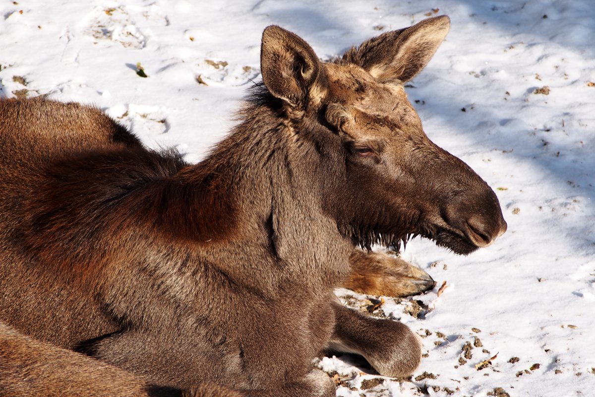 Alpenzoo Innsbruck - "Fee ist mein Name"