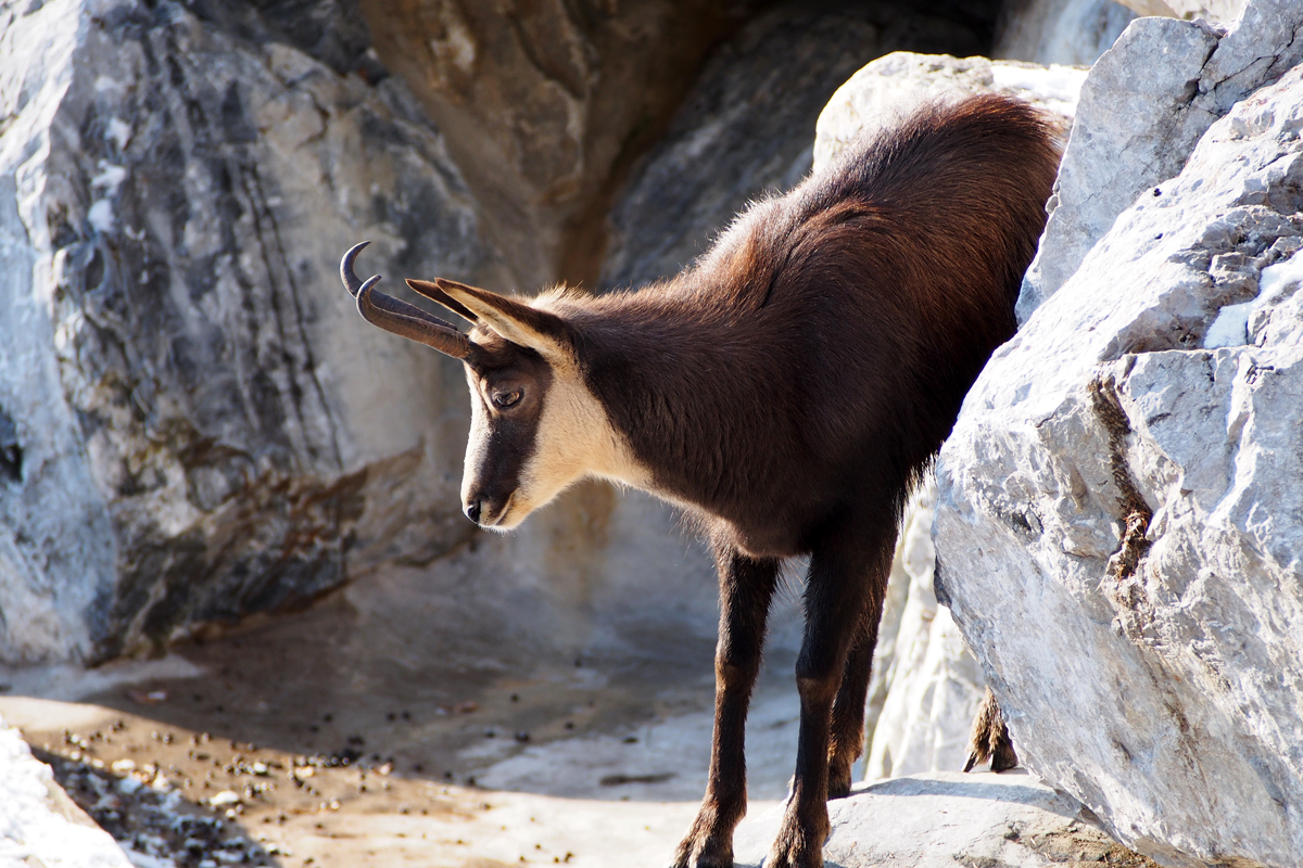 Alpenzoo Innsbruck - "Fee ist mein Name"