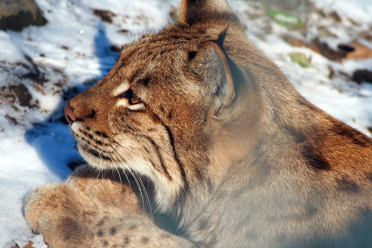 Alpenzoo Innsbruck - "Fee ist mein Name"