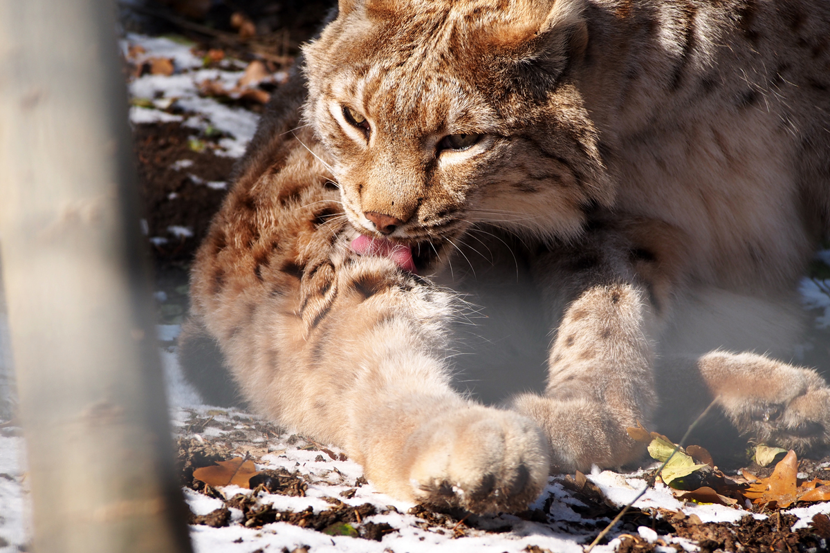 Alpenzoo Innsbruck - "Fee ist mein Name"