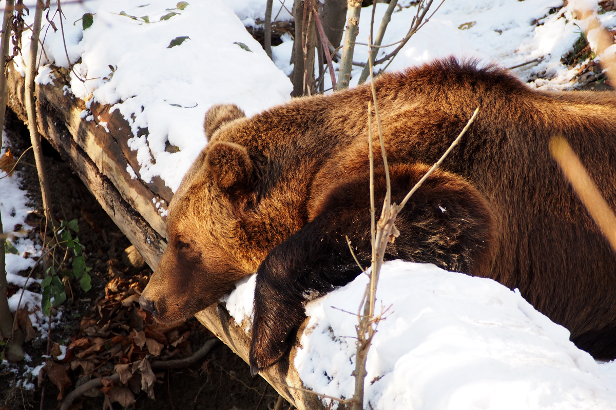 Alpenzoo Innsbruck - "Fee ist mein Name"