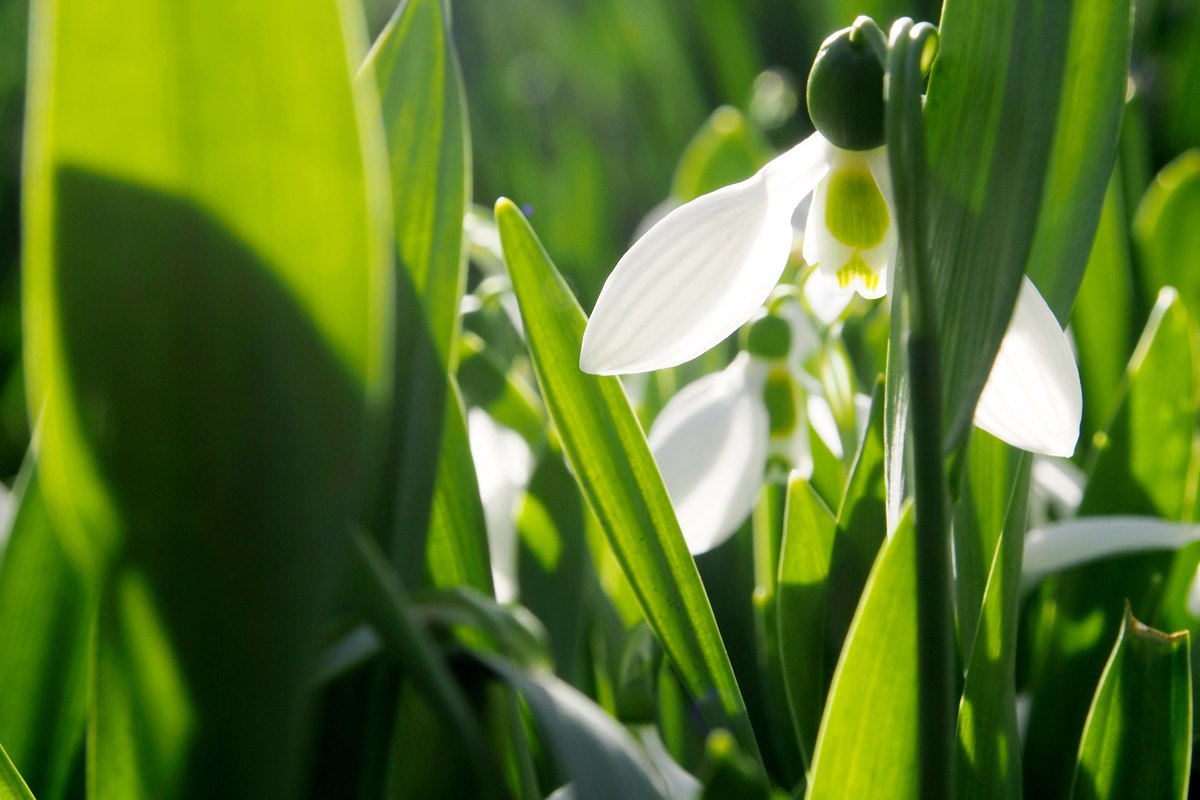 Der Frühling naht mit Brausen