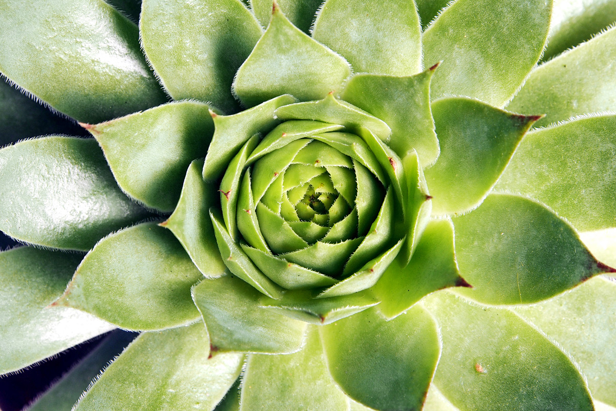 Fee’s kleine Pflanzenkunde: Sempervivum oder Hauswurze (Balkonbegrünung für schwarze Daumen)