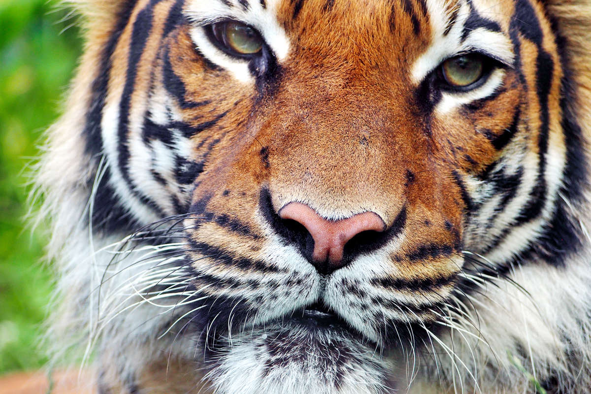 Ey, was guckstu? – Ein Besuch im Dortmunder Zoo