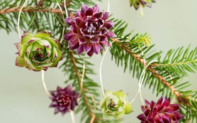 Sukkulenten Christbaumdeko - "Fee ist mein Name"