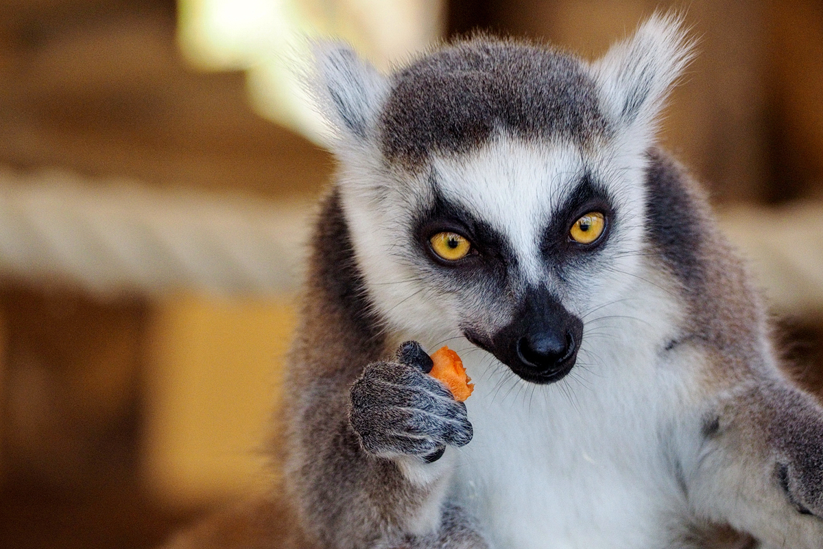 Zootierporträtfotografie goes Tierparkporträtfotografie