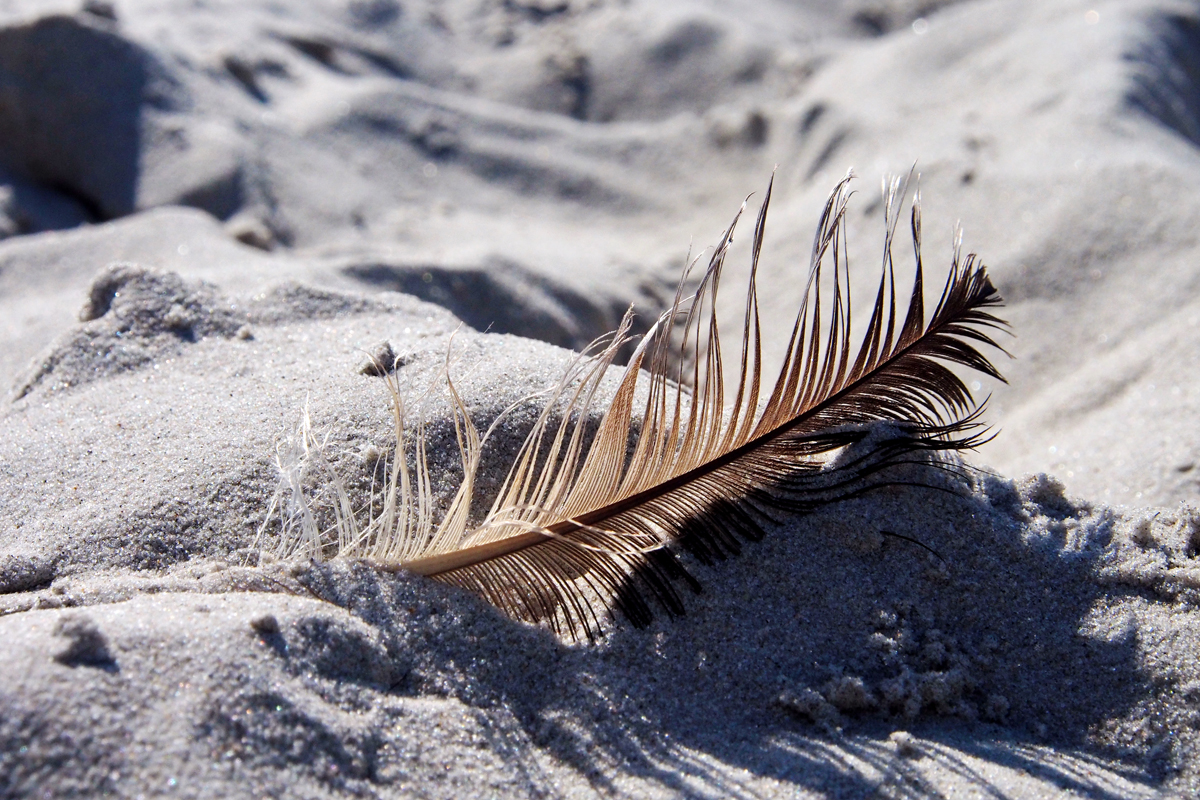 Ich will wieder an die Nordsee... - "Fee ist mein Name"