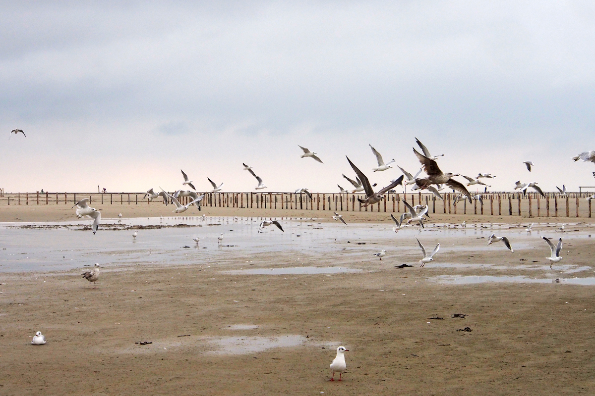 Ich will wieder an die Nordsee... - "Fee ist mein Name"