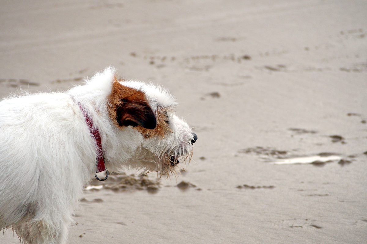 Ich will wieder an die Nordsee... - "Fee ist mein Name"