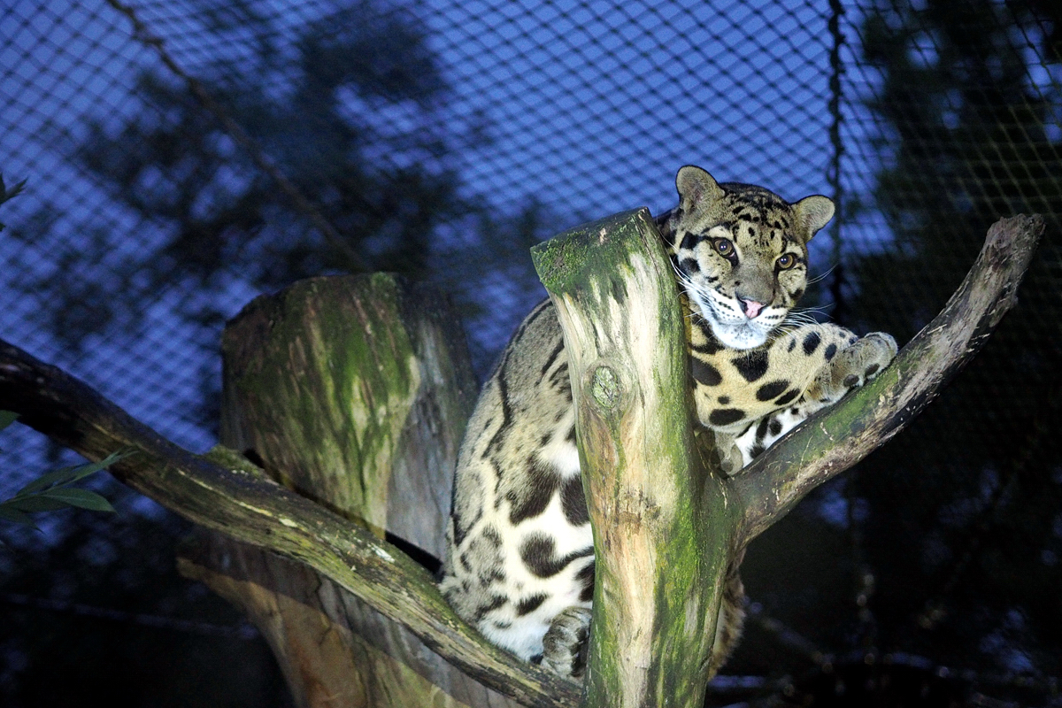 Nachts sind alle Katzen grau... – mein dritter Gastpost für "Dortmund überrascht. Dich" // Ein Nachtspaziergang im Dortmunder Zoo mit "Fee ist mein Name"