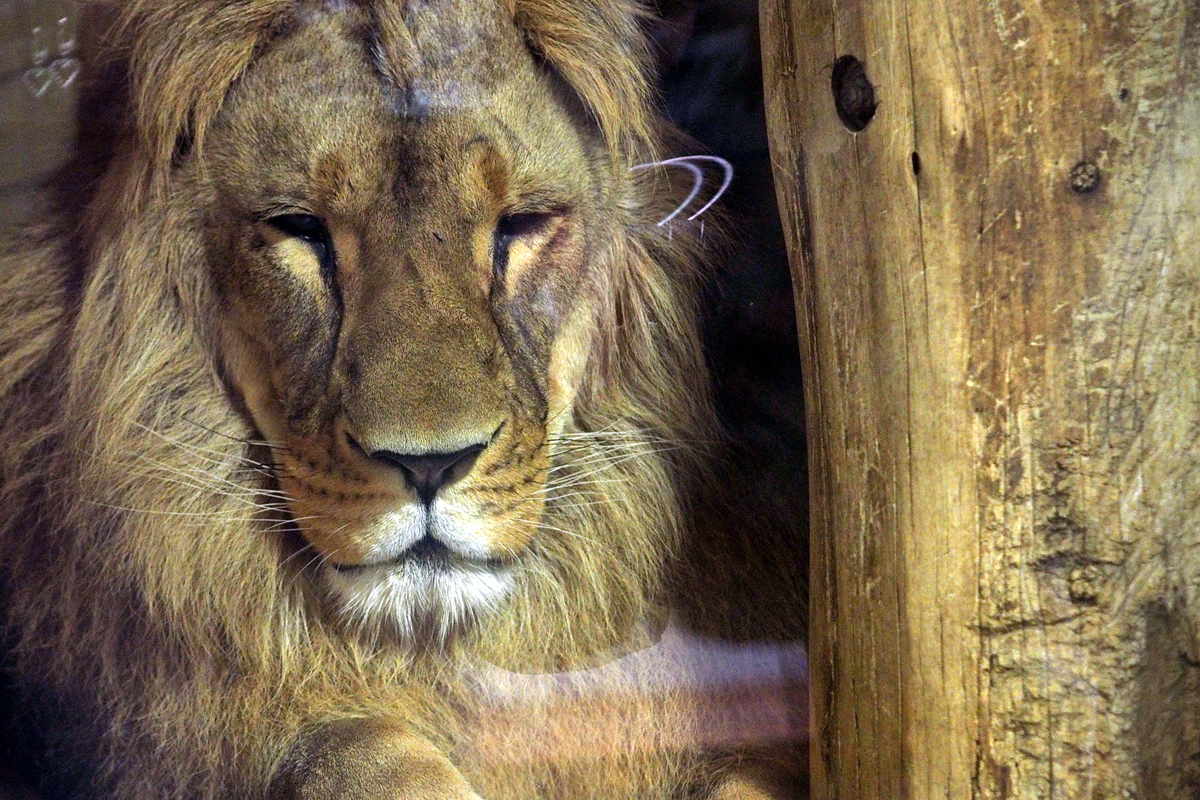 Nachts sind alle Katzen grau... – mein dritter Gastpost für "Dortmund überrascht. Dich" // Ein Nachtspaziergang im Dortmunder Zoo mit "Fee ist mein Name"