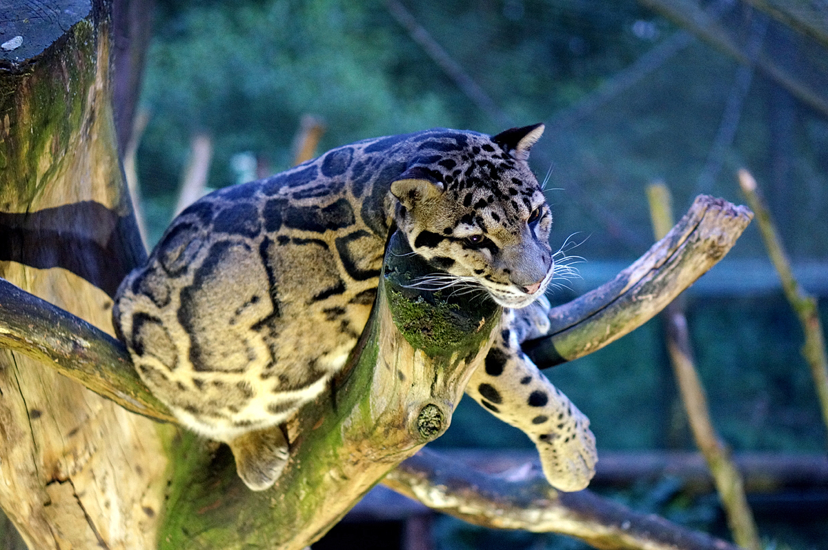 Nachts sind alle Katzen grau... – mein dritter Gastpost für "Dortmund überrascht. Dich" // Ein Nachtspaziergang im Dortmunder Zoo mit "Fee ist mein Name"