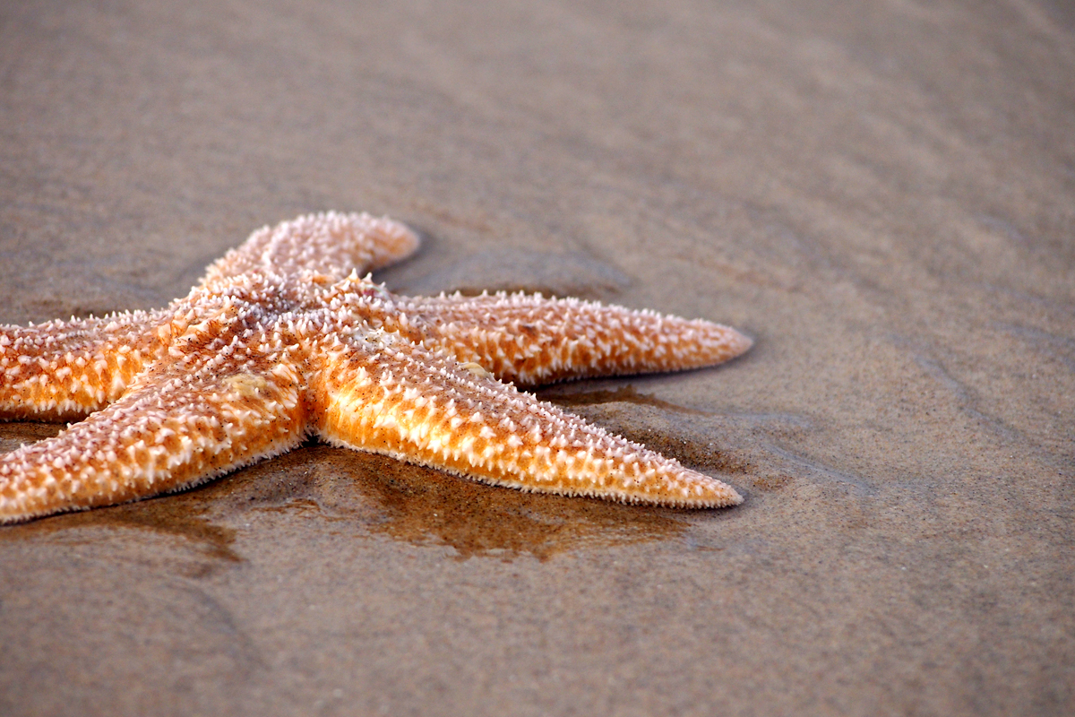 Fees ultimative Top Ten in und um Egmond aan Zee // Im Winter hinfahren - "Fee ist mein Name"