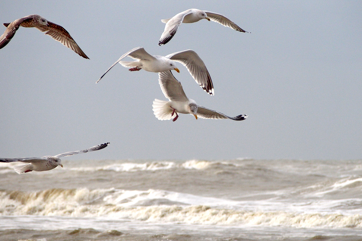 Fees ultimative Top Ten in und um Egmond aan Zee